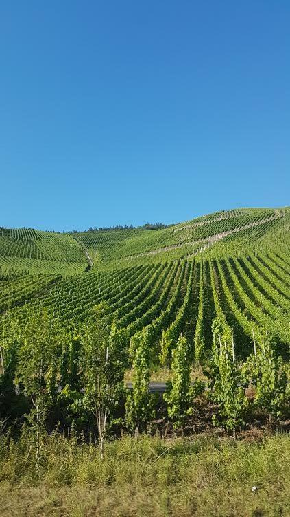 Die Quelle Bernkastel-Kues Exterior foto